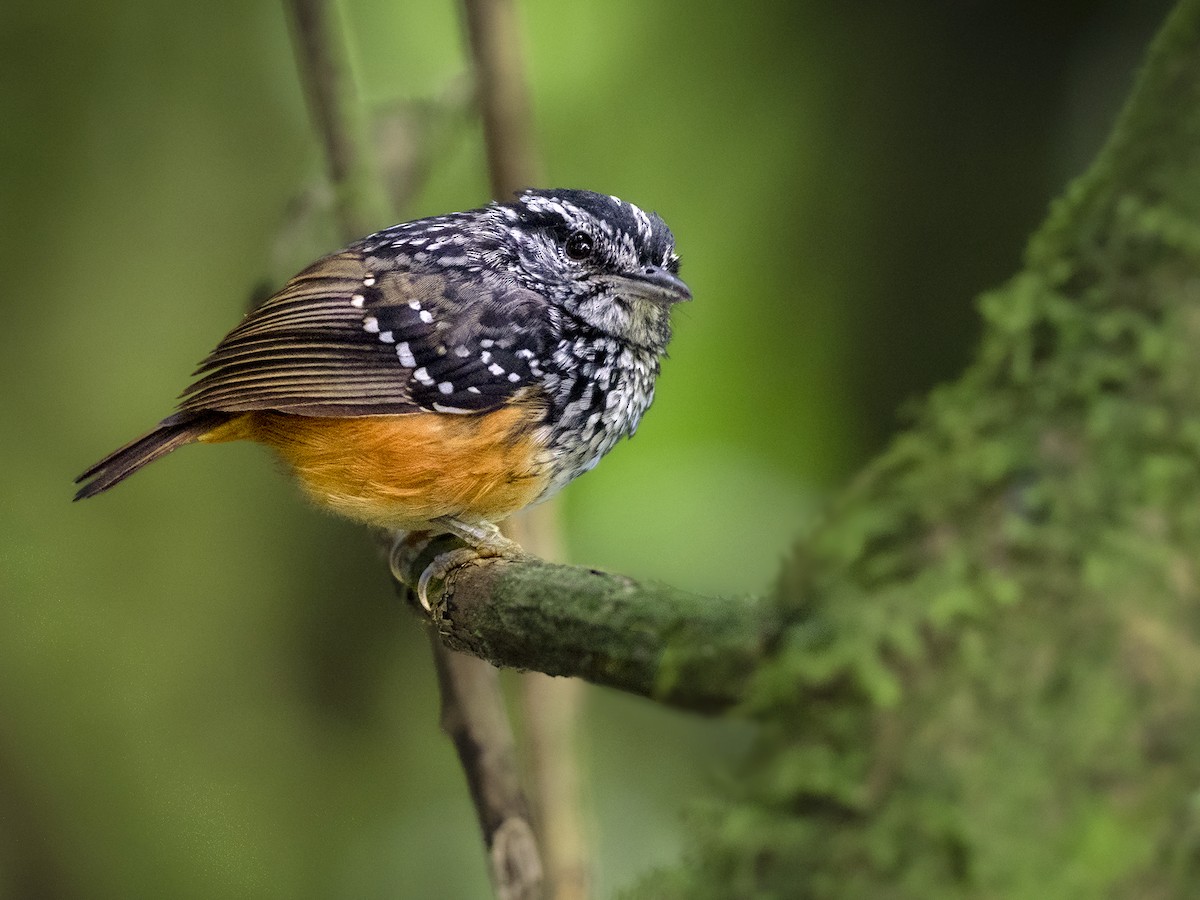 Peruvian Warbling-Antbird - ML318913981