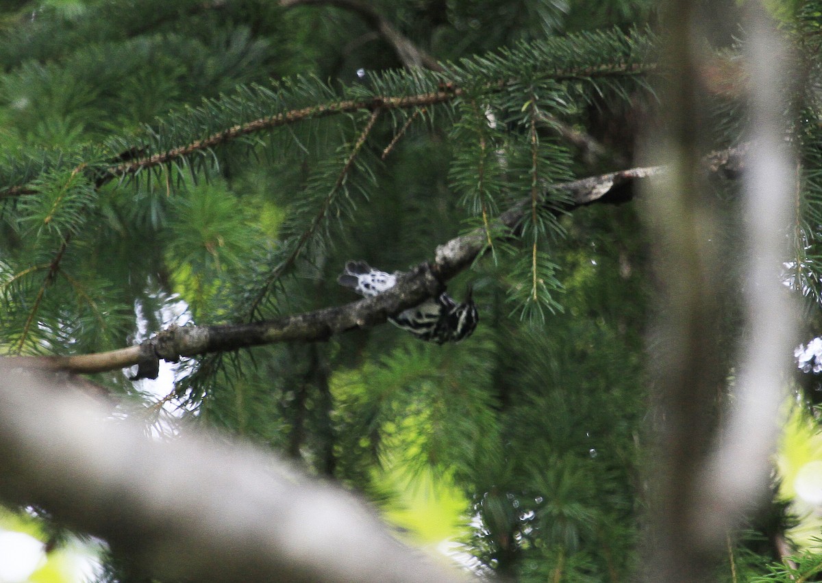 Black-and-white Warbler - ML31891441