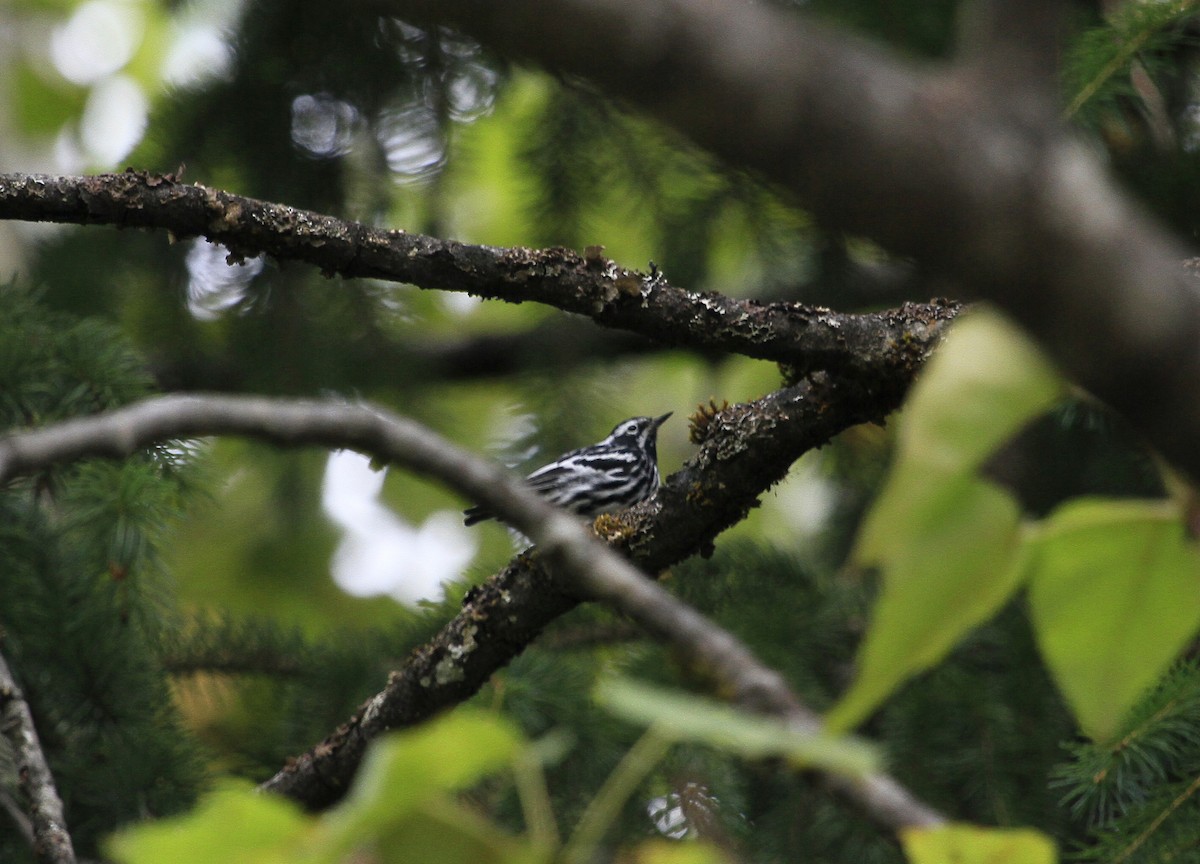 Black-and-white Warbler - ML31891461