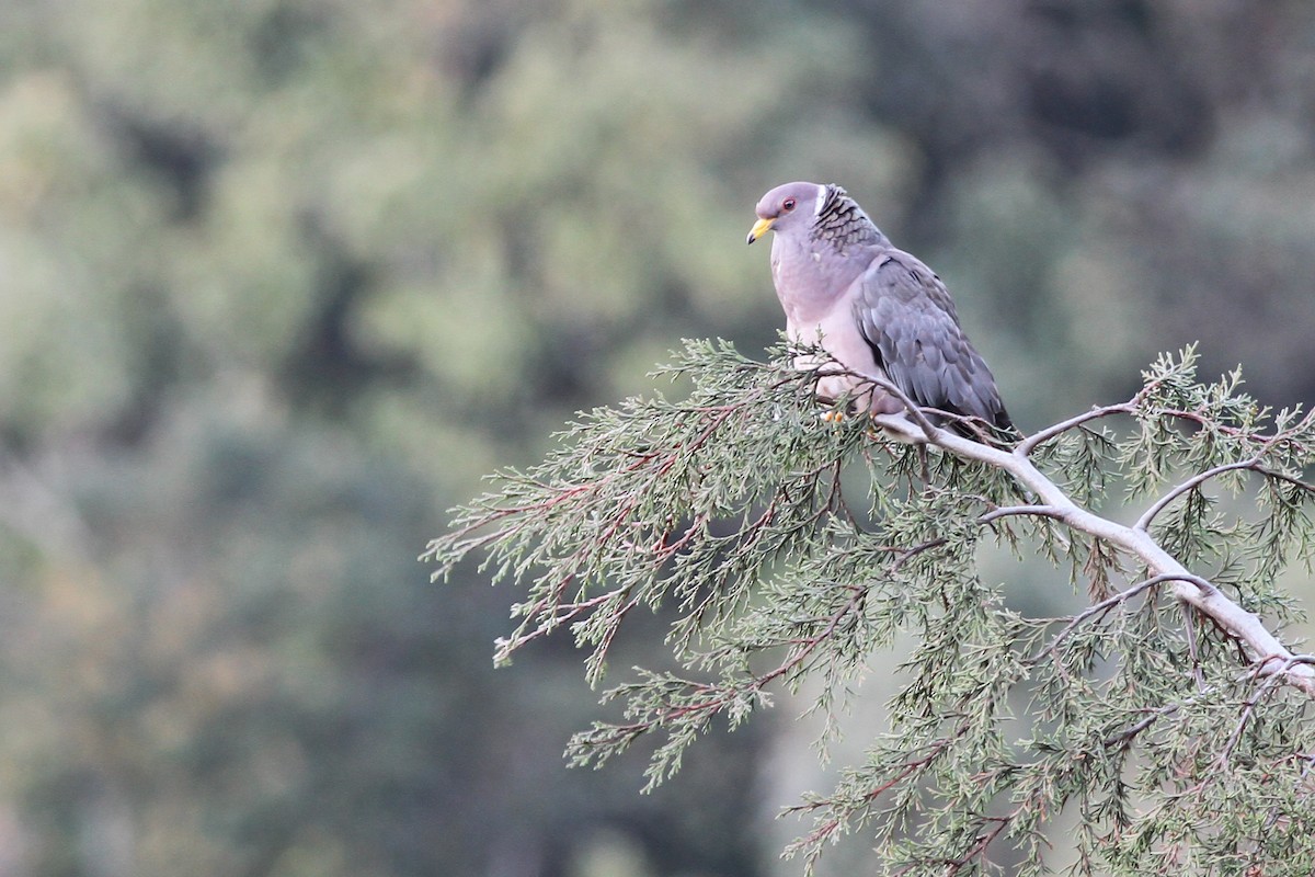 Band-tailed Pigeon - ML318918431