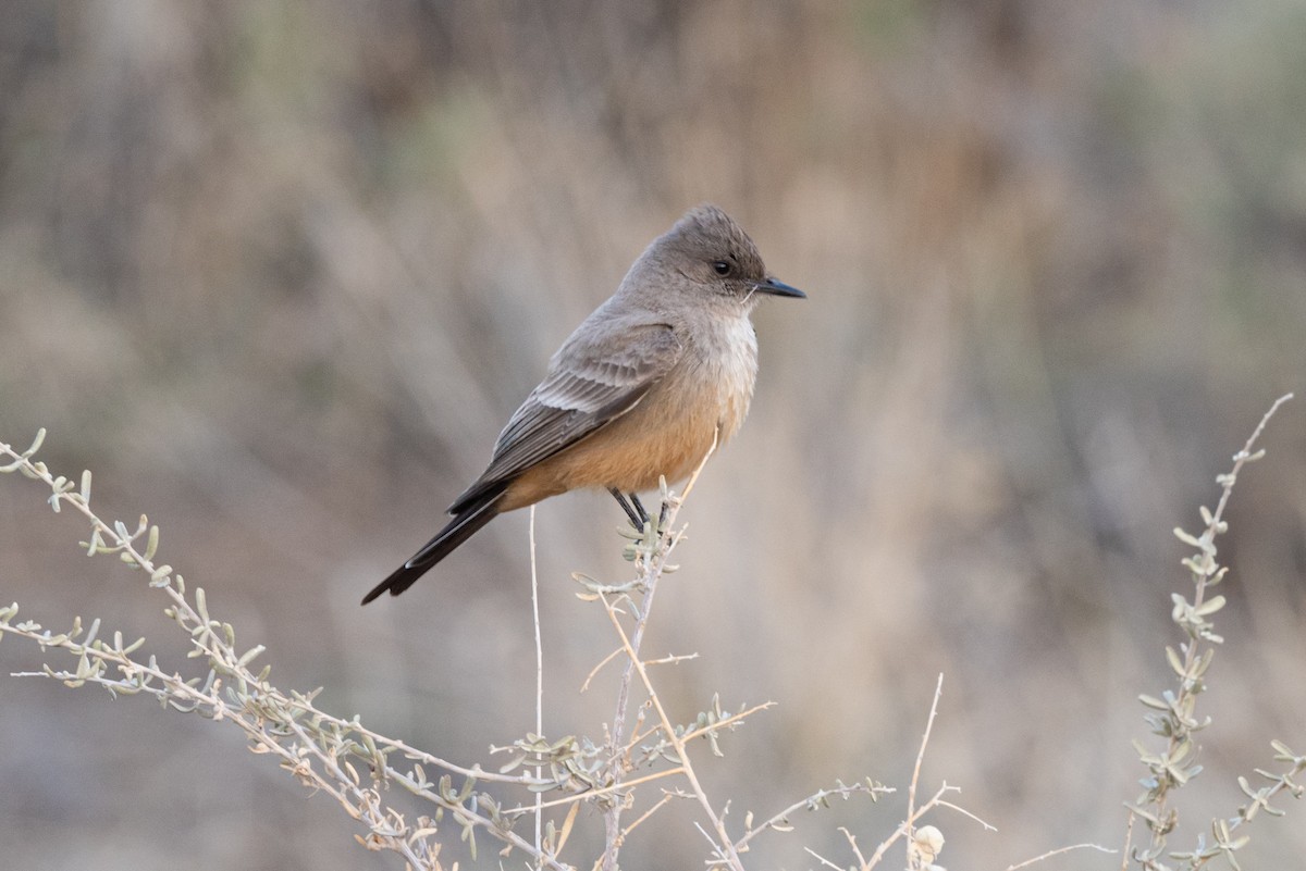 Say's Phoebe - Mike Thompson