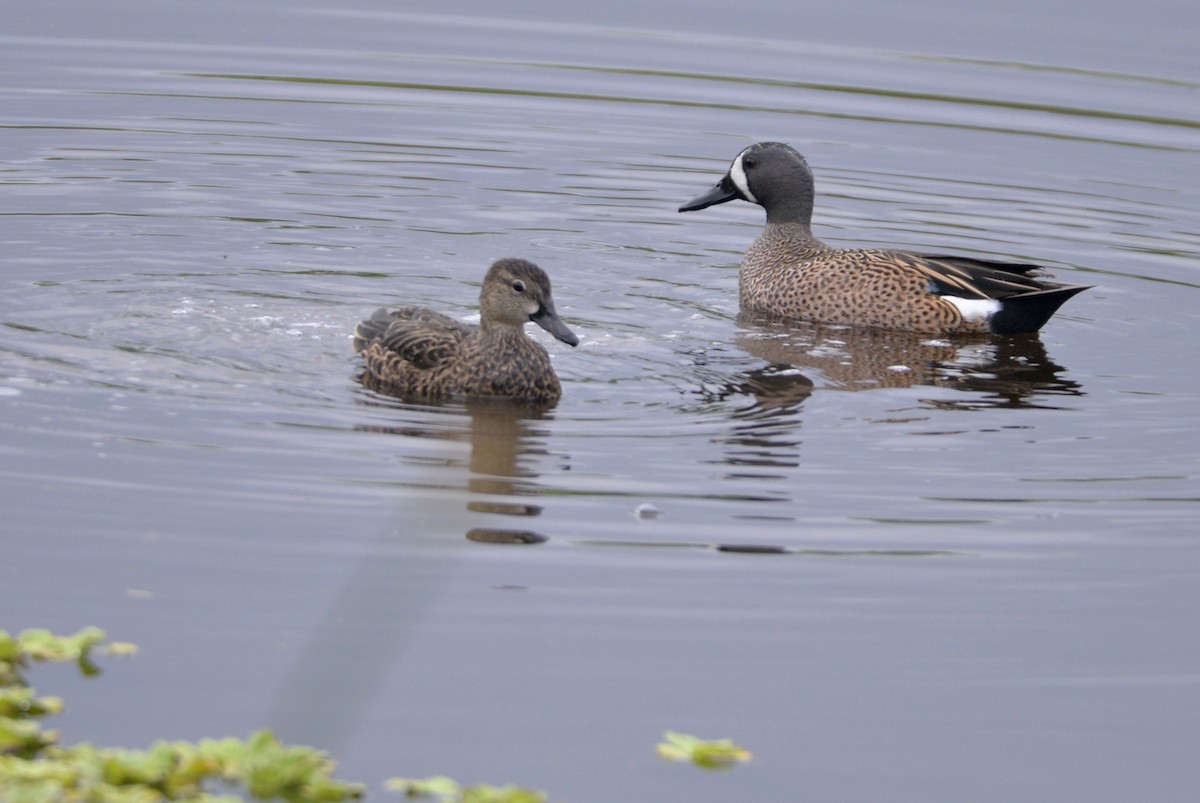 Blue-winged Teal - ML318923141