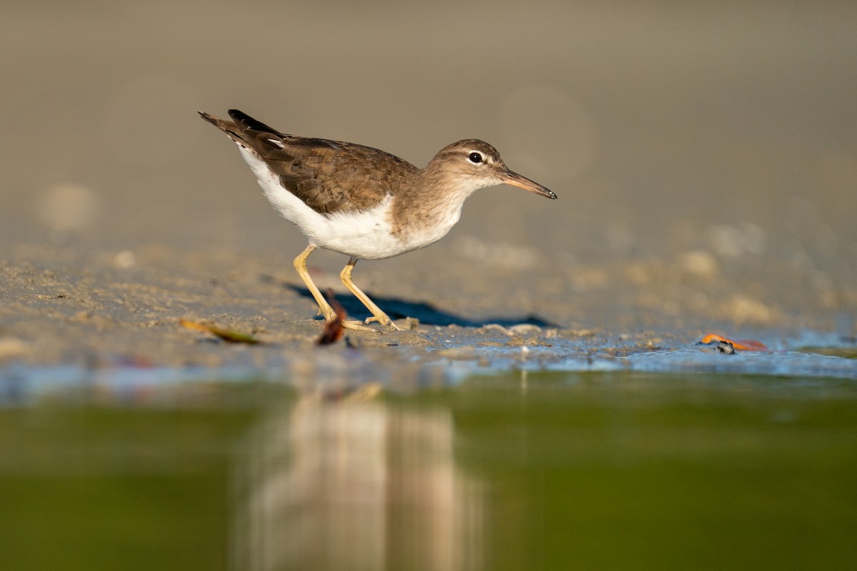 Spotted Sandpiper - Nathan Arnold