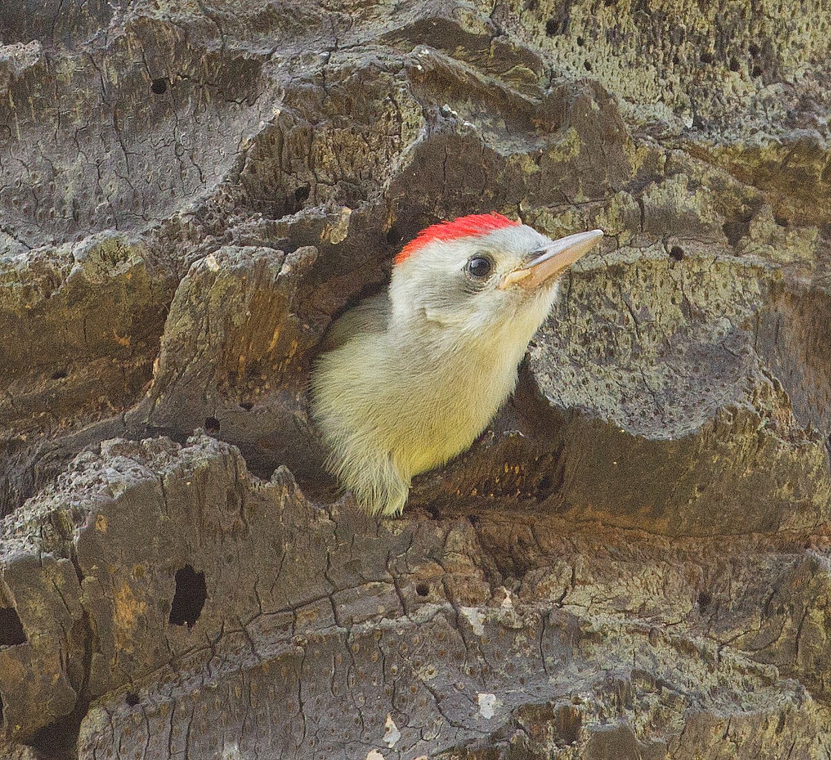 African Gray Woodpecker (Gray) - ML318929821