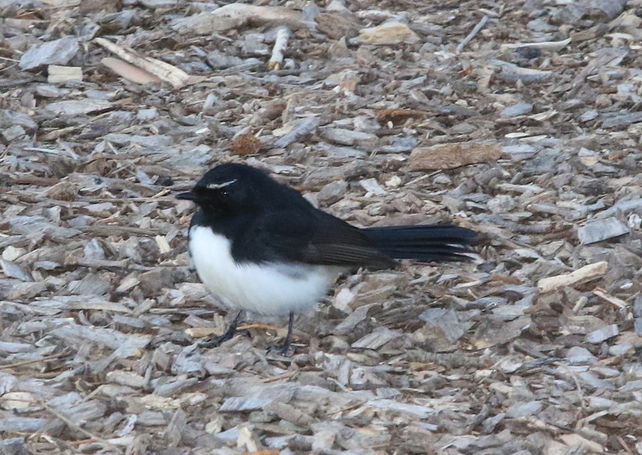 Willie-wagtail - ML31892991