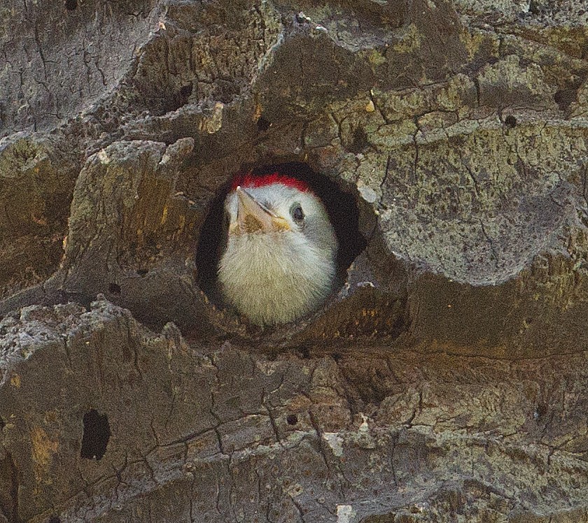 African Gray Woodpecker (Gray) - ML318934241