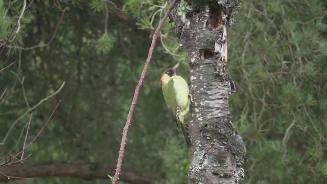 Eurasian Green Woodpecker - ML318935871