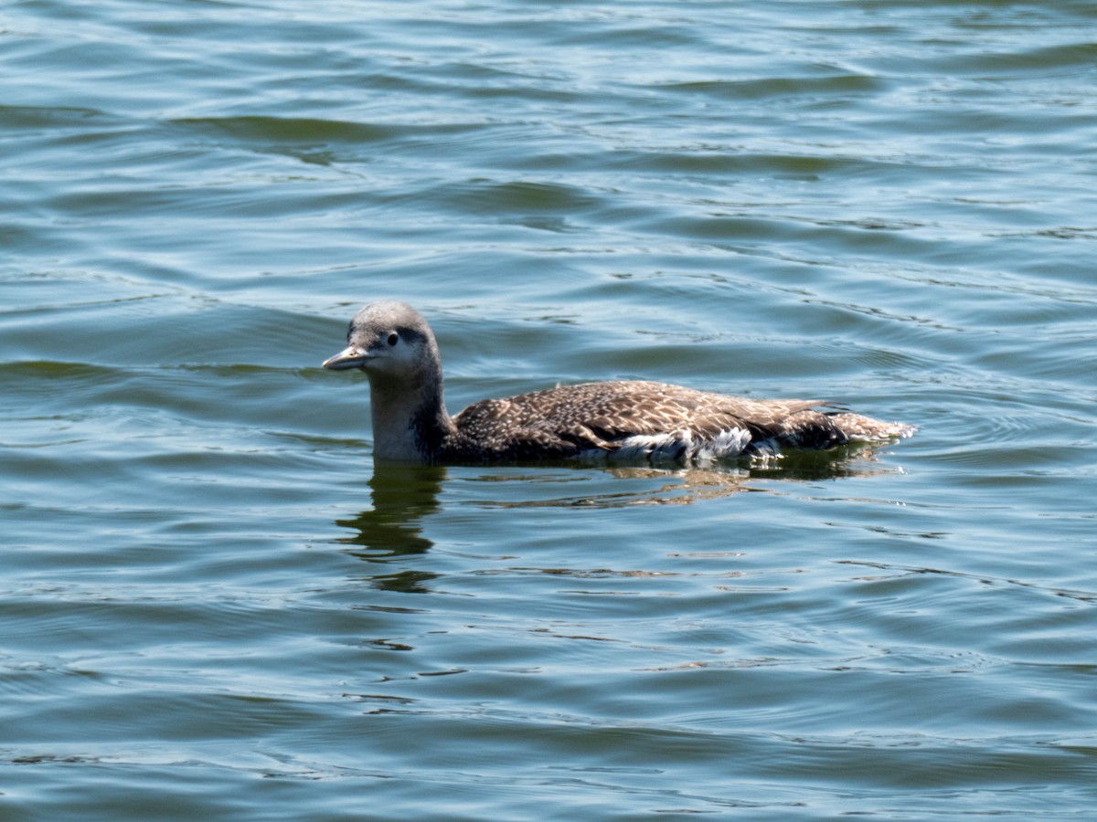 Red-throated Loon - ML318944631