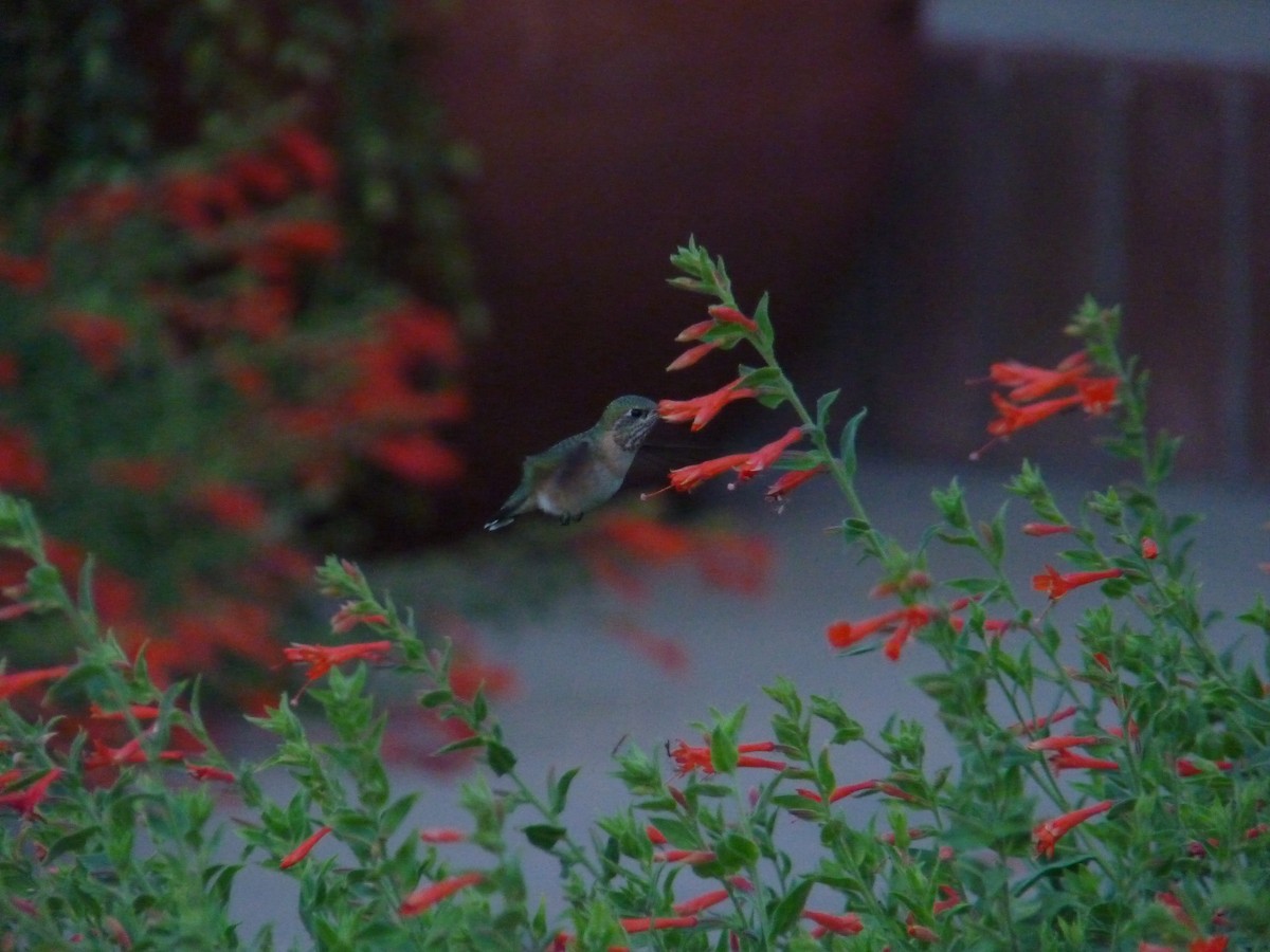 Calliope Hummingbird - Carl Bendorf