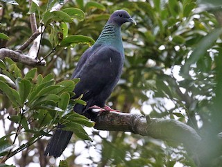  - Japanese Wood-Pigeon