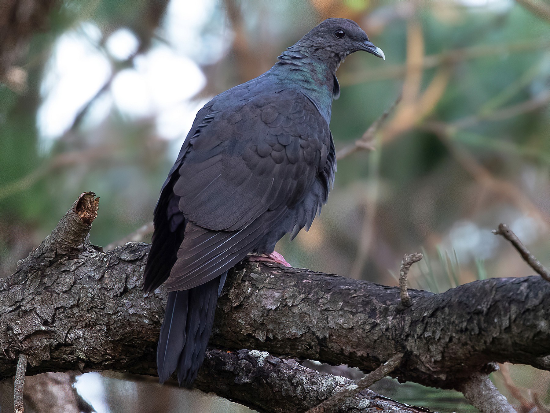 Black Wood-Pigeon - Kasia & Takashi Someya