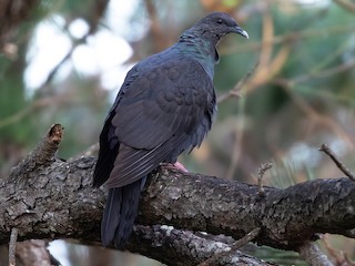  - Black Wood-Pigeon
