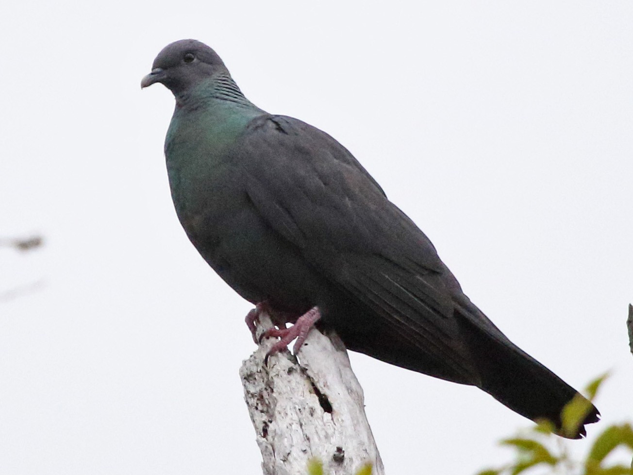 Japanese Wood-Pigeon - Myles McNally
