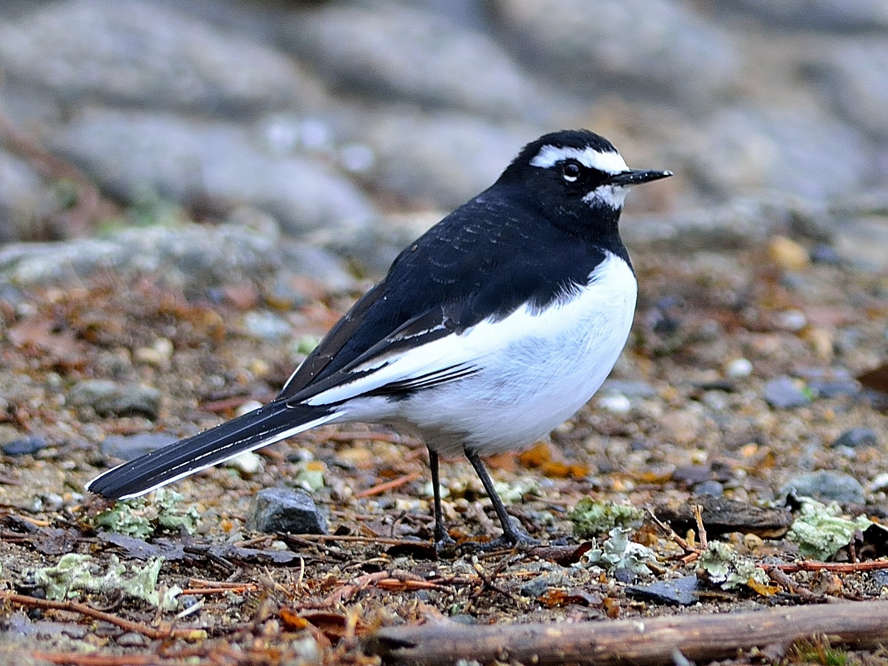 セグロセキレイ Ebird