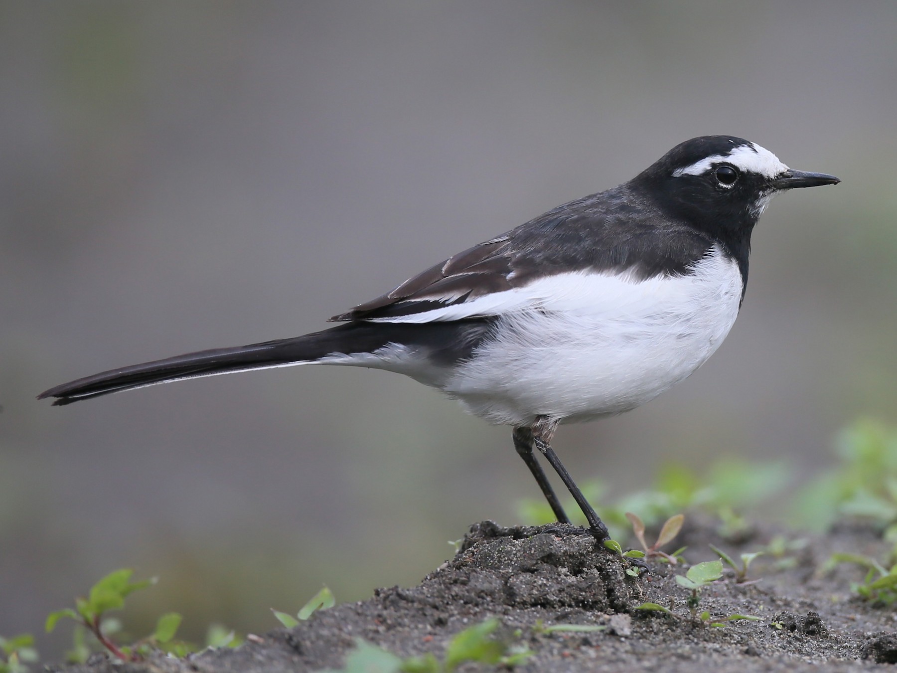 セグロセキレイ Ebird