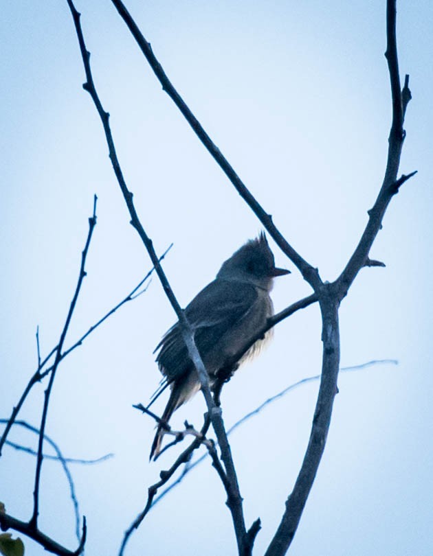 Greater Pewee - ML318955301