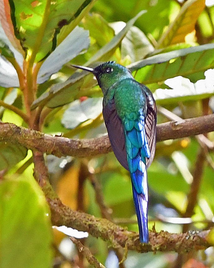 Long-tailed Sylph - ML318955831