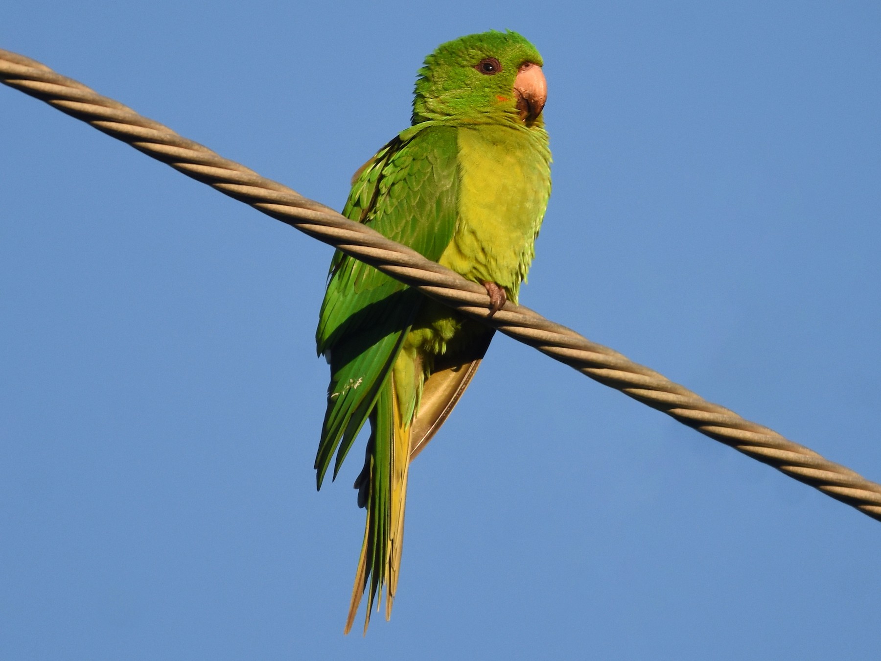 green pet bird