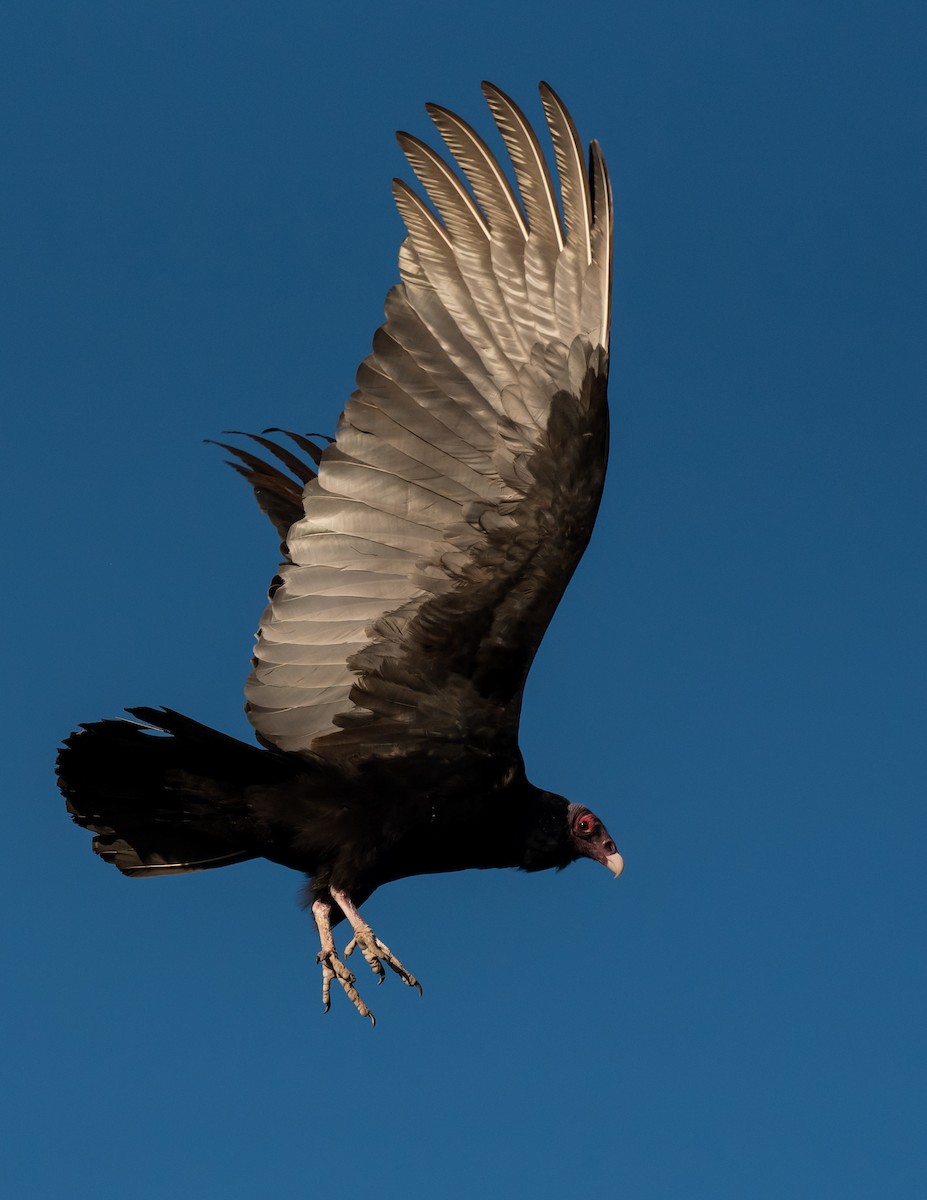 Turkey Vulture - ML318958891