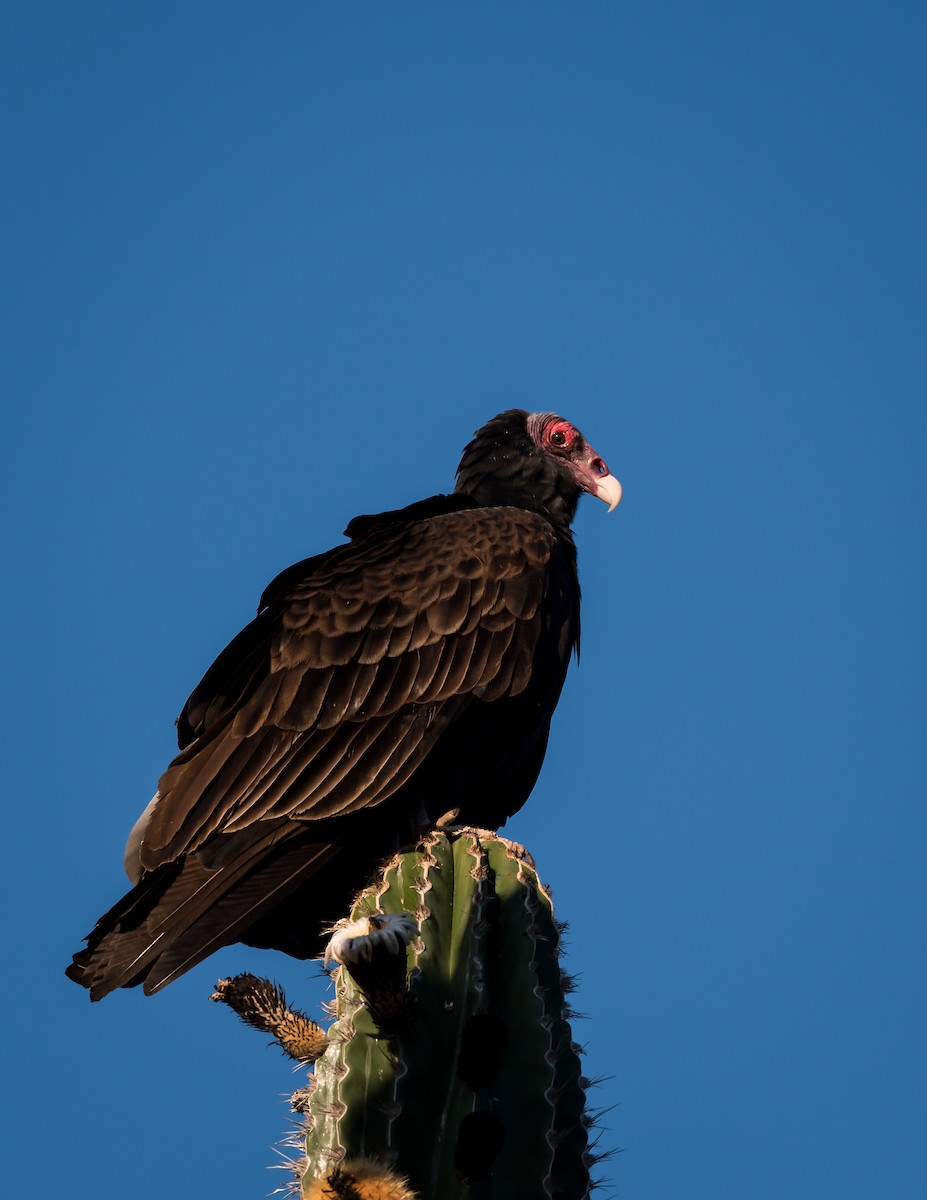 Turkey Vulture - ML318958901
