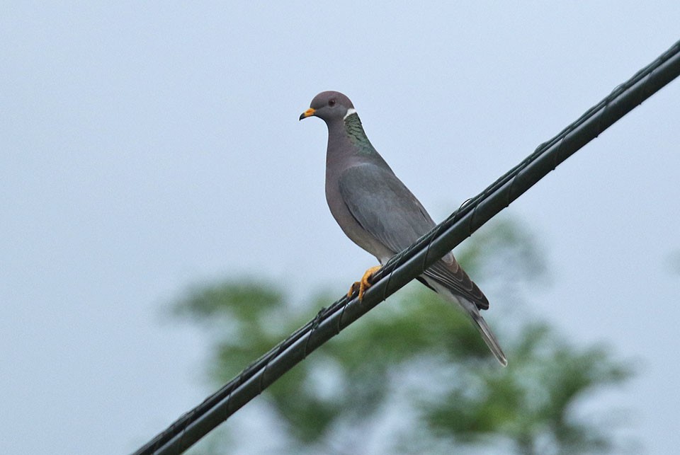 Band-tailed Pigeon - ML31896391