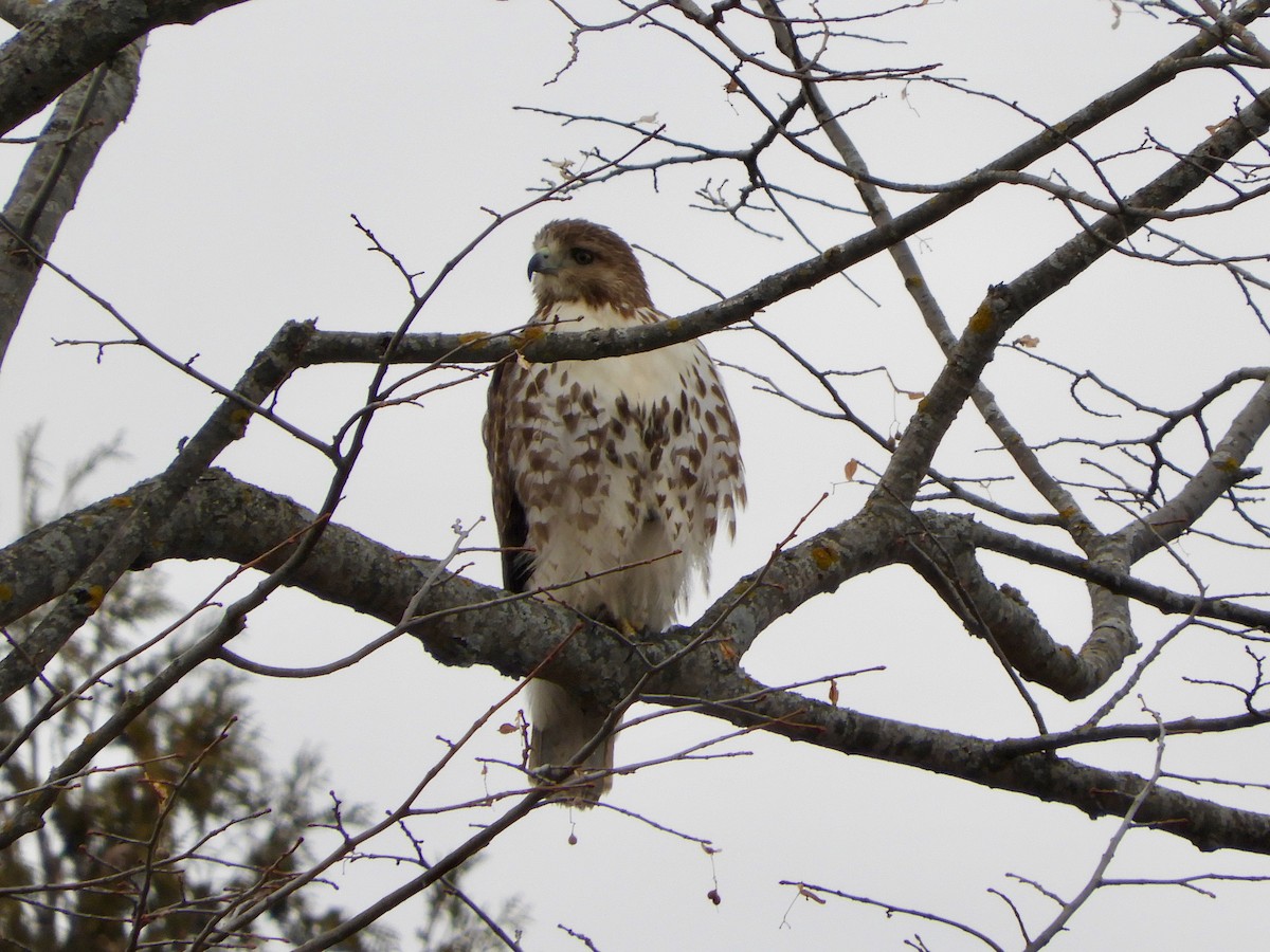 Red-tailed Hawk - ML318964371