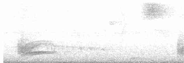 Fleckenbrust-Ameisenvogel - ML318972341