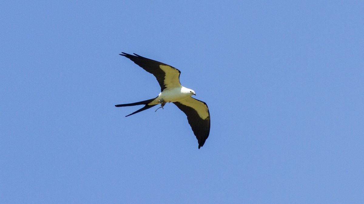 Swallow-tailed Kite - ML318973621