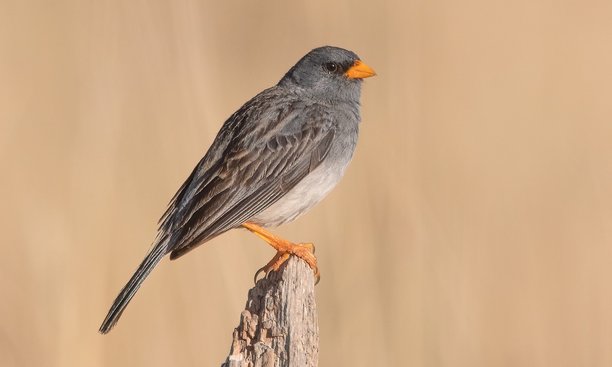 Band-tailed Sierra Finch - Rhopospina alaudina - Birds of the World