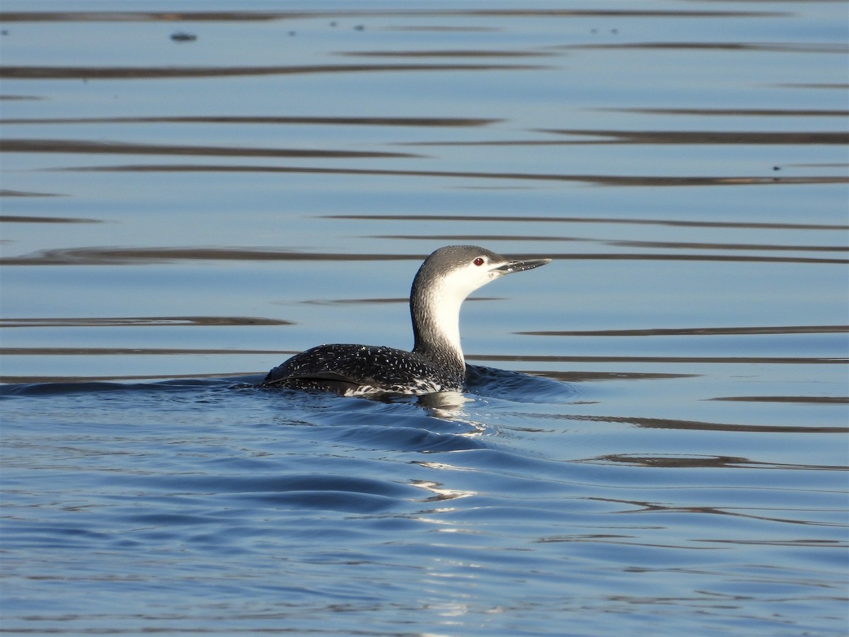 Red-throated Loon - ML318977001