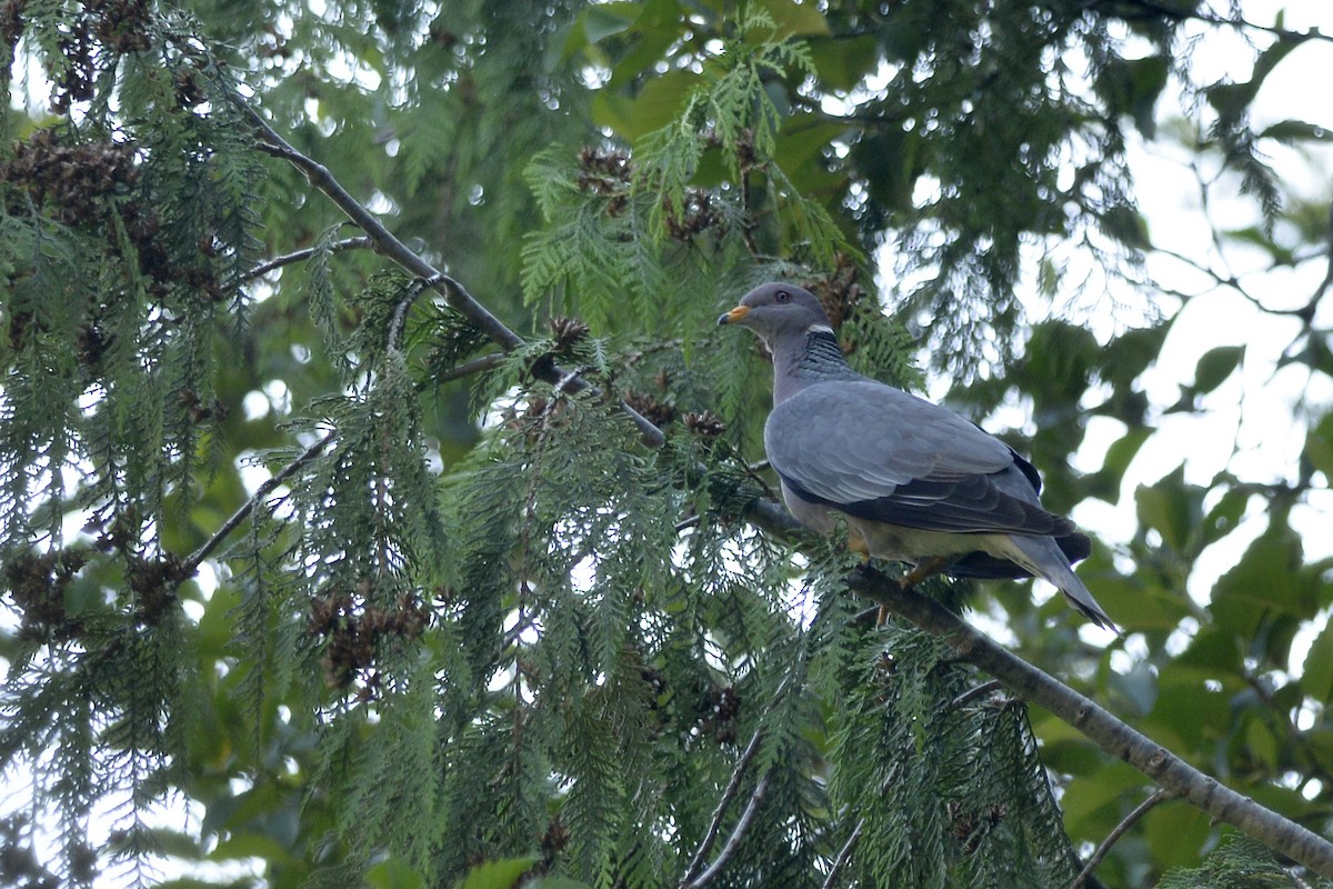 Band-tailed Pigeon - ML318994521