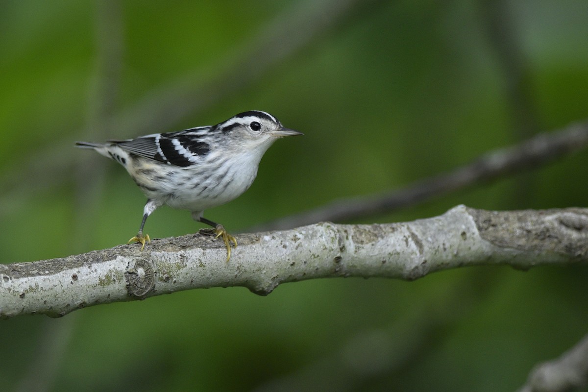 Black-and-white Warbler - ML318999661