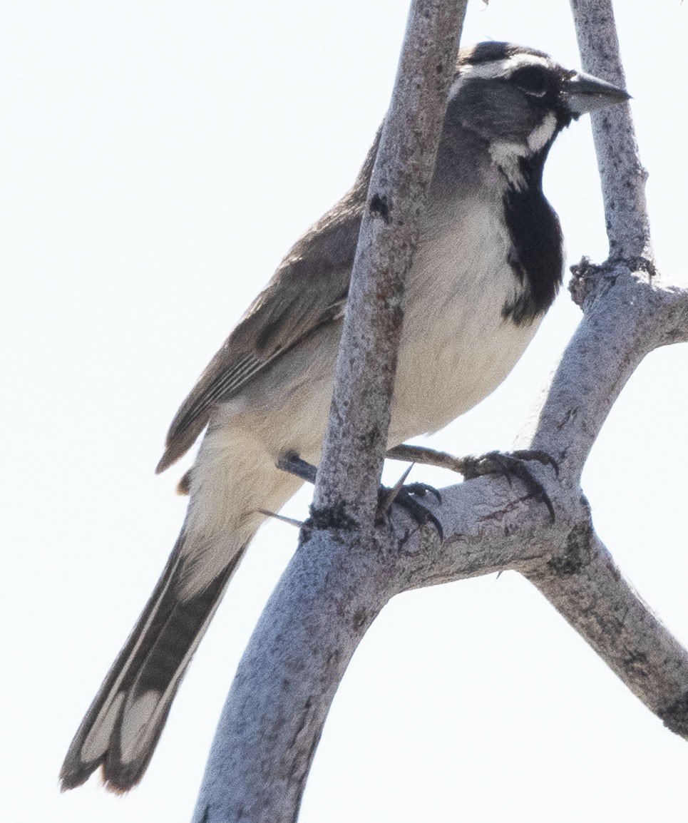 Black-throated Sparrow - LeRoy  Dorman