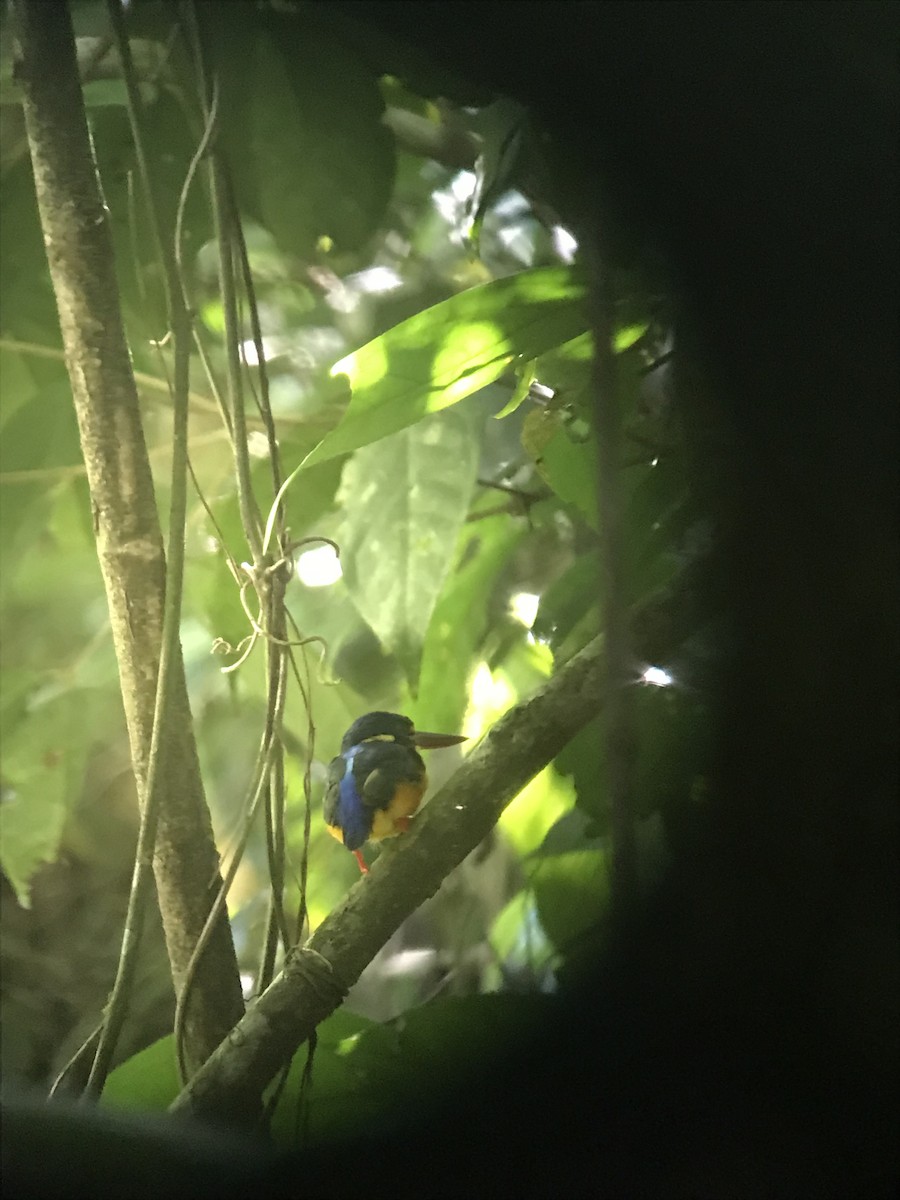New Britain Dwarf-Kingfisher - Mark Welford