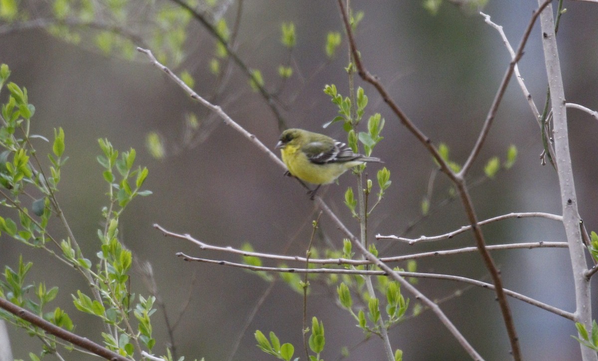 Lesser Goldfinch - Lance Runion 🦤