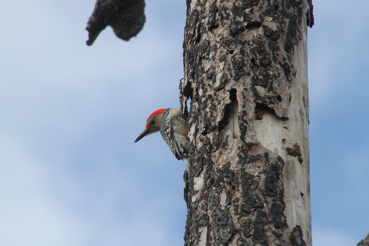 Red-bellied Woodpecker - Nathaniel Watkins