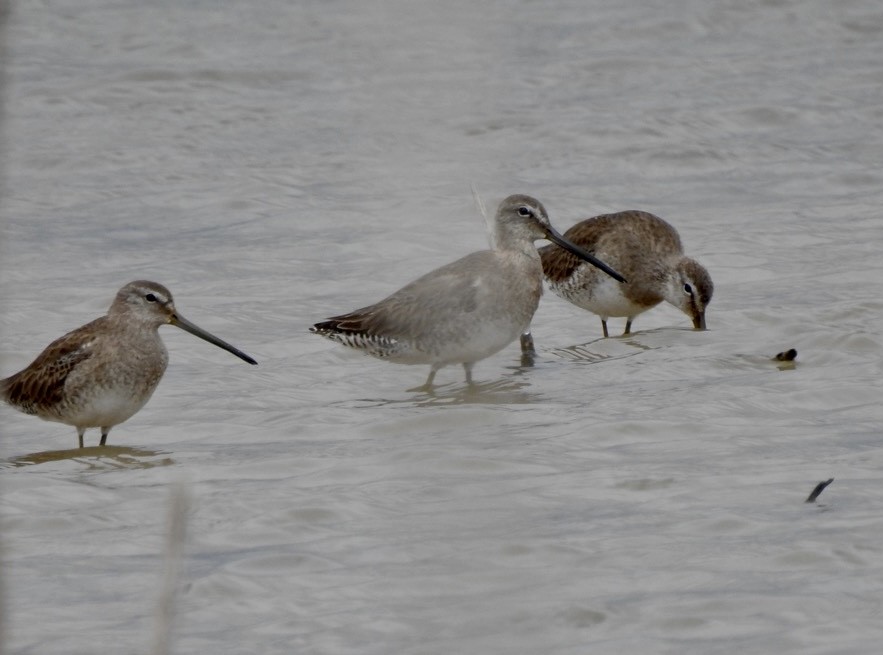 Long-billed Dowitcher - ML319015871