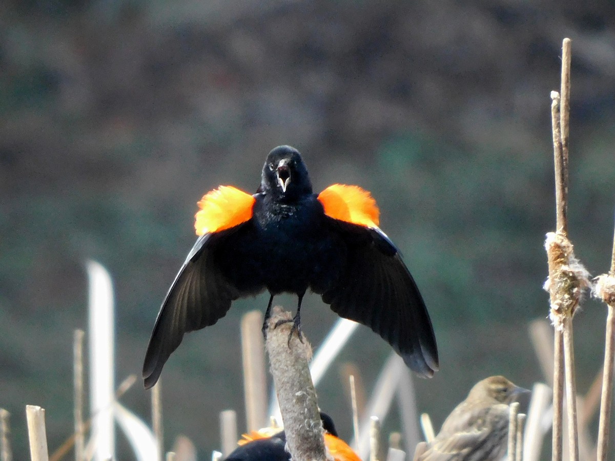 Red-winged Blackbird - Carlos Mancera (Tuxtla Birding Club)