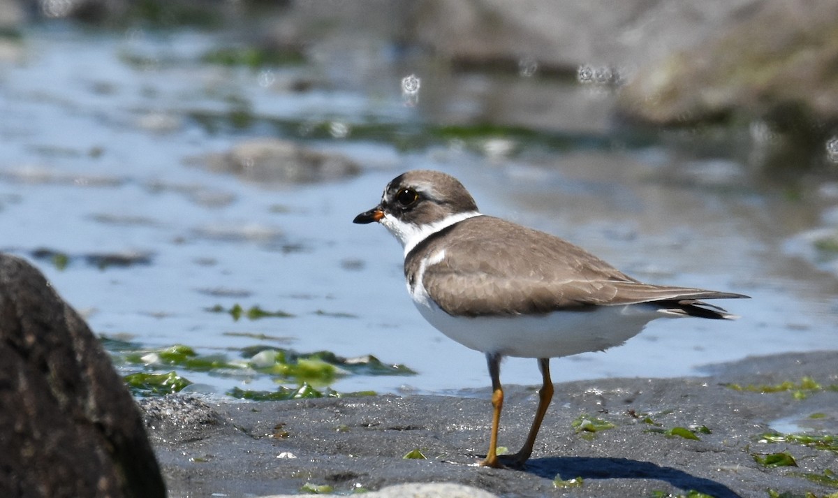 Semipalmated Plover - ML319022241