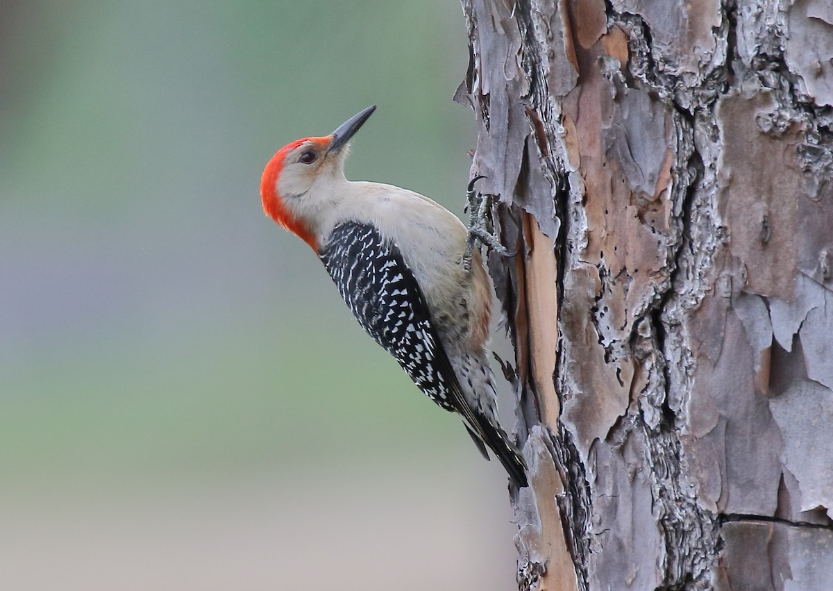 Red-bellied Woodpecker - ML319023641