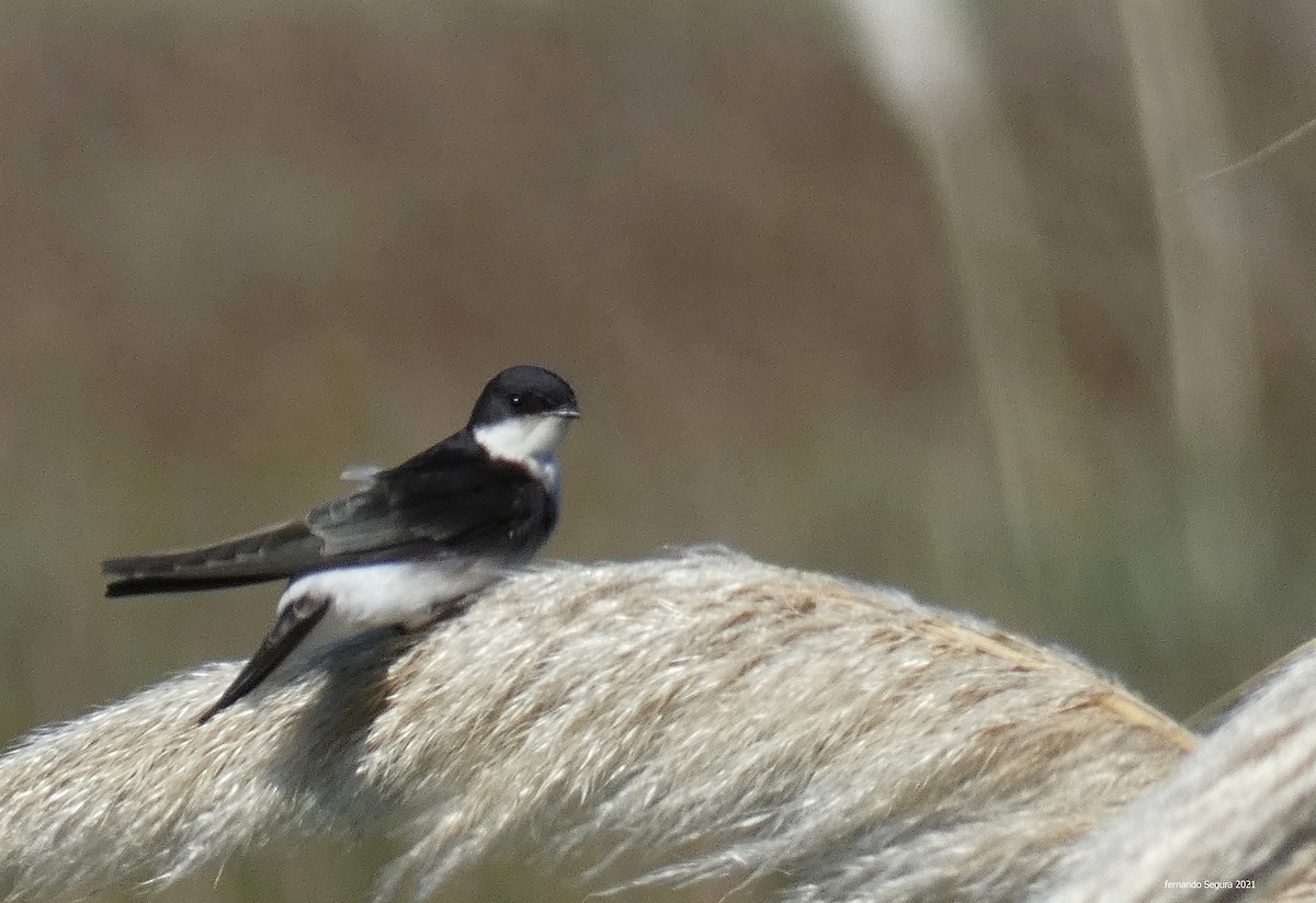 Chilean Swallow - fernando segura