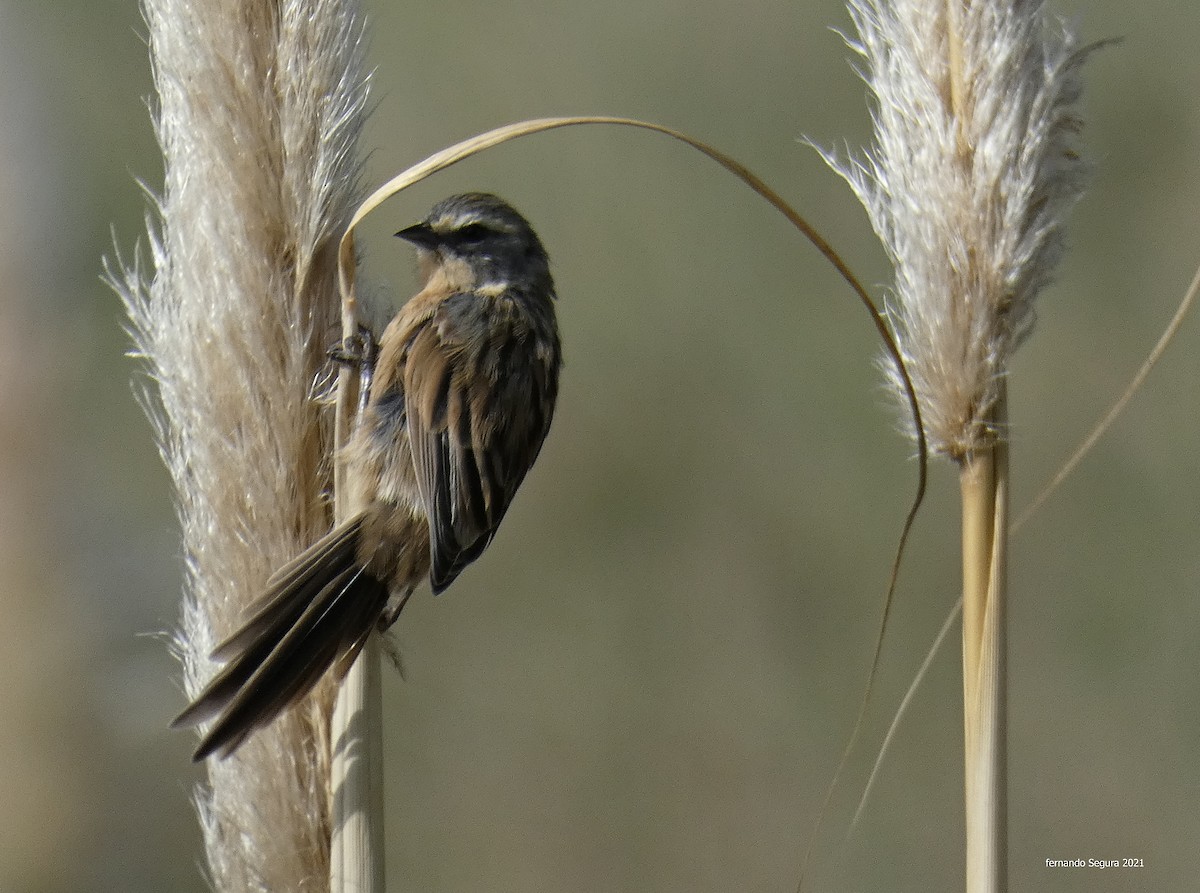 Long-tailed Reed Finch - ML319026661