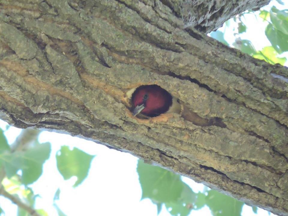 Red-headed Woodpecker - Adam & Shak
