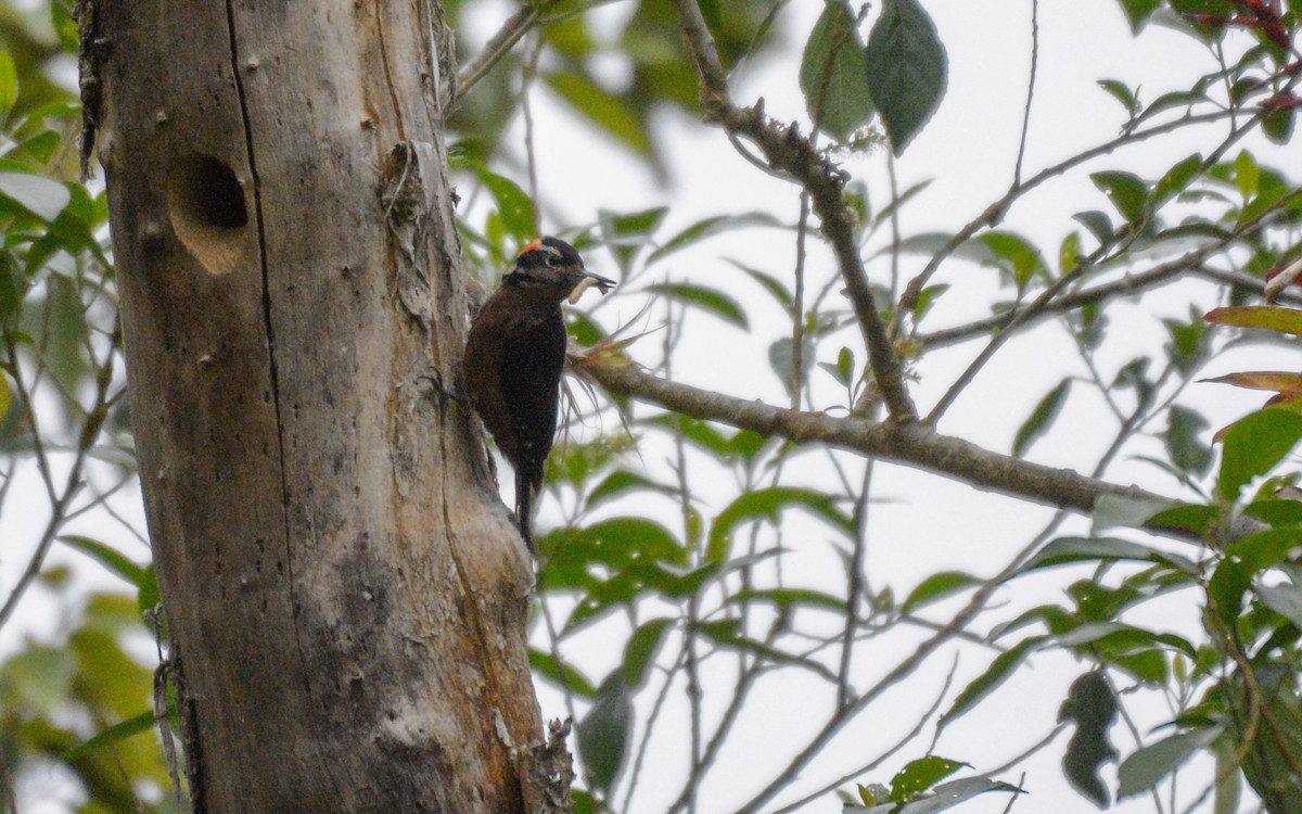 Hairy Woodpecker (South Mexican) - Luis Trinchan
