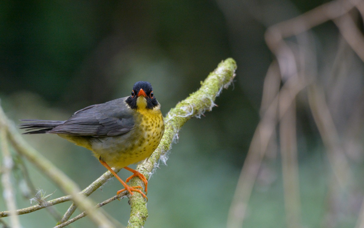 Yellow-throated Nightingale-Thrush - ML319033071