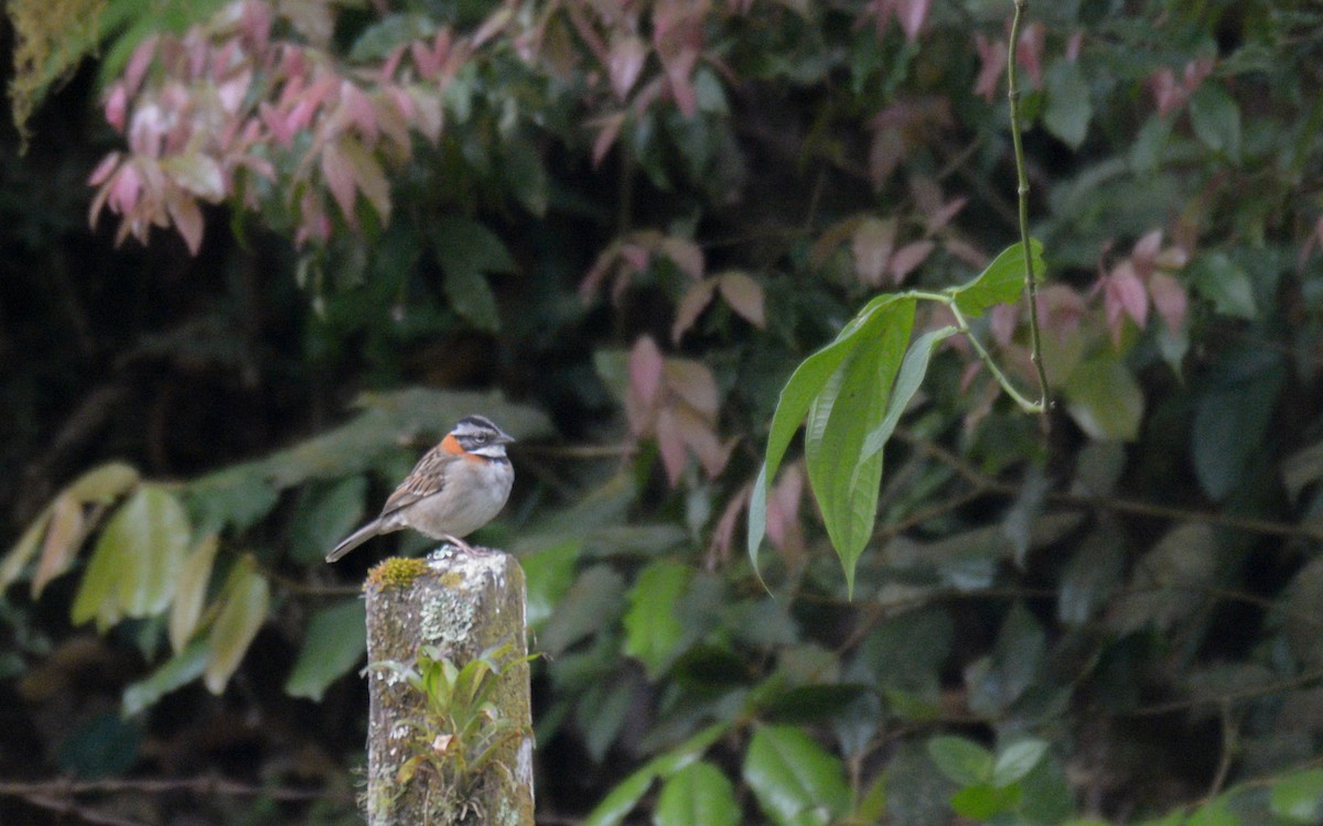 Rufous-collared Sparrow (Rufous-collared) - ML319034371