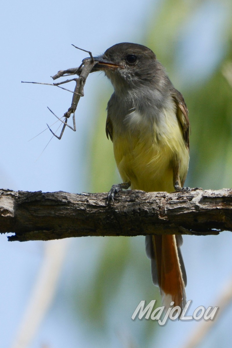 Brown-crested Flycatcher - Maria Jose Lou