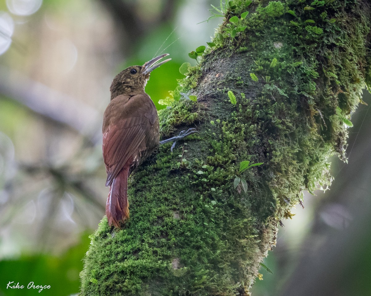 Spotted Woodcreeper - José Orozco