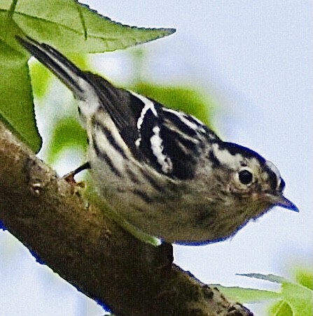 Black-and-white Warbler - ML319069311