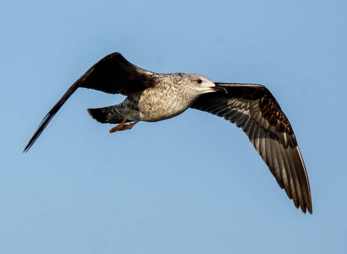 Lesser Black-backed Gull - Patty Masten